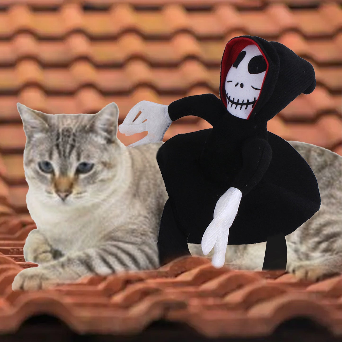 Spider Pumpkin Halloween Pet Costume for Spooky Fun