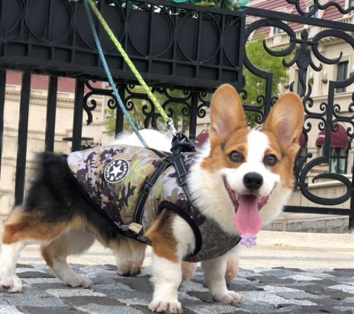 Winter Waterproof Dog Coat with Hood for Small Breeds