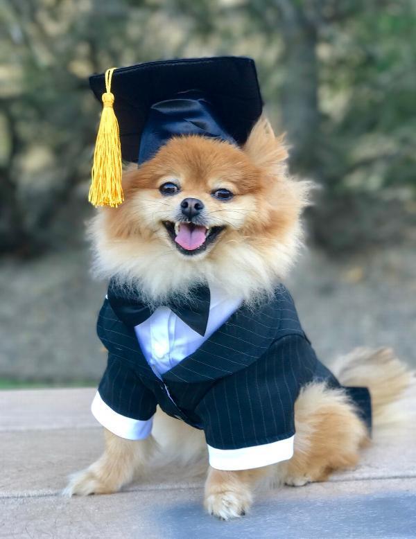 Graduation Tassel Pet Hat for Dogs and Cats
