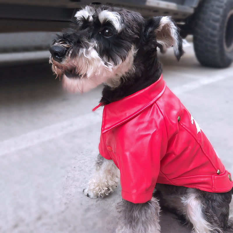Cozy Winter Dog Outfit for Small and Large Breeds