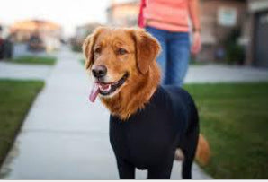 Zhongda All-Inclusive Dog Clothing