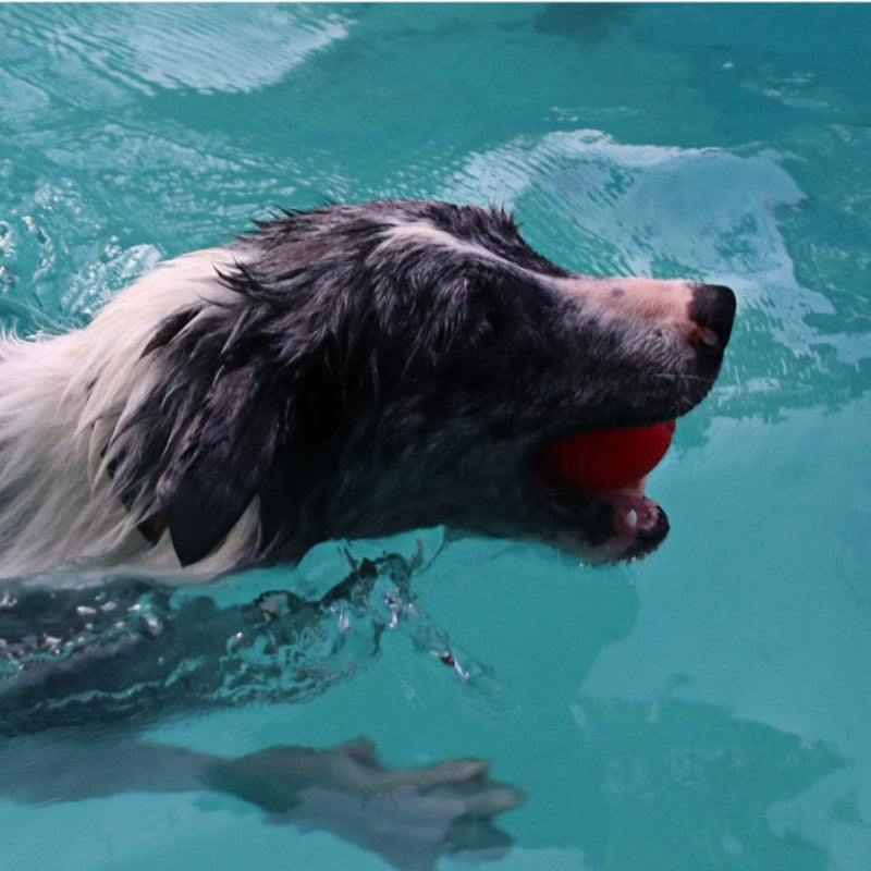 A dog in water with a red solid ball in its mouth.