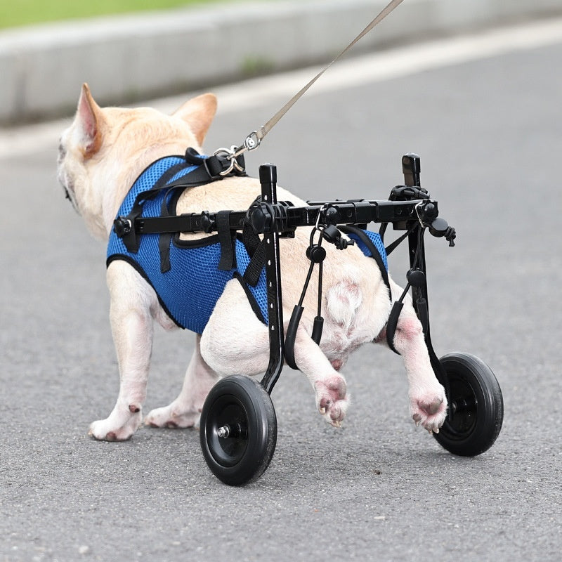 A dog wearing a blue pet wheelchair scooter with black wheels, designed to assist disabled dogs.