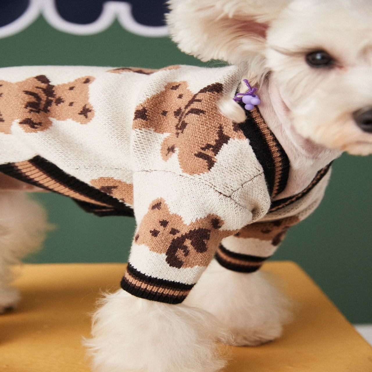 A white dog wearing a preppy style V-neck striped sweater in beige and brown colors.