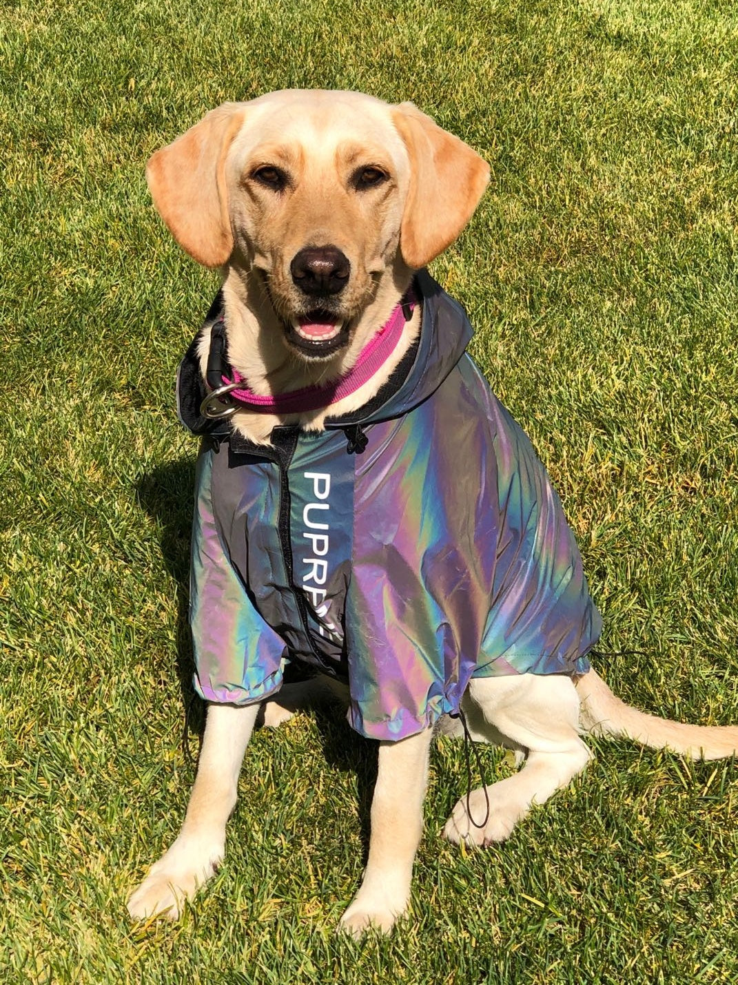 Reflective Waterproof Dog Jacket for Night Walks
