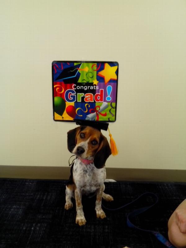 Graduation Tassel Pet Hat for Dogs and Cats