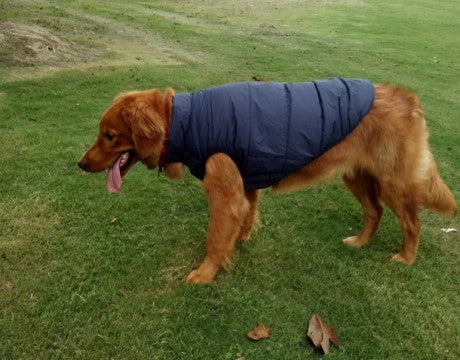 Waterproof Outdoor Dog Jacket for Winter