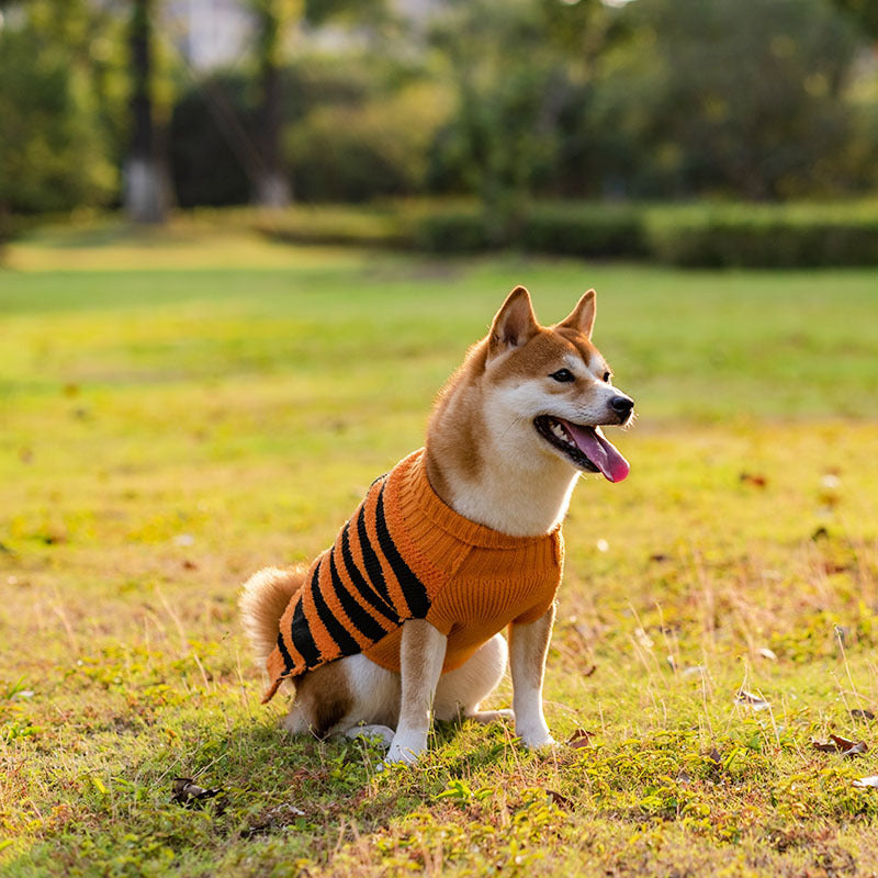 Halloween Dog Sweater with Pumpkin and Bat Pattern