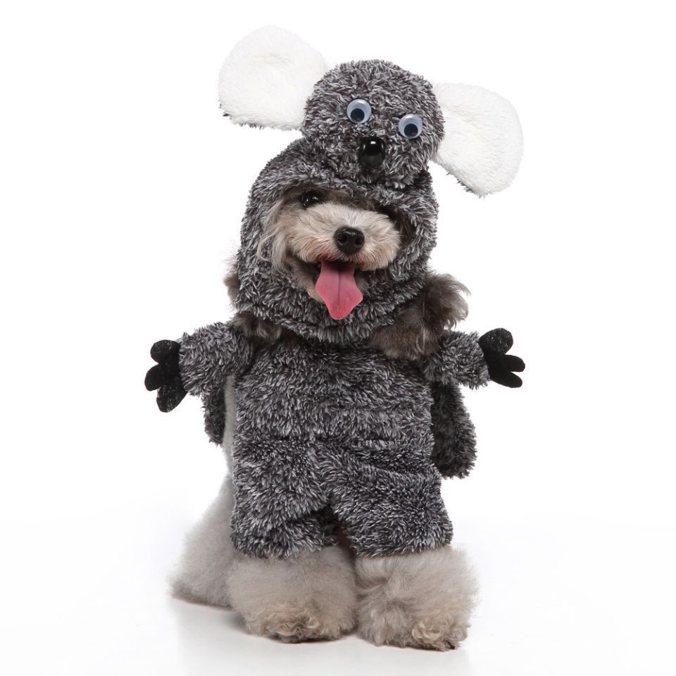 European and American Style Pet Clothing Collection
