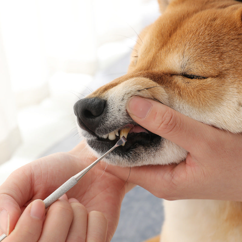 Stainless Steel Pet Dental Pen Removes Tartar Plaque