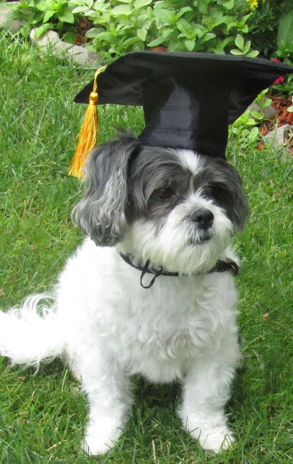 Graduation Tassel Pet Hat for Dogs and Cats