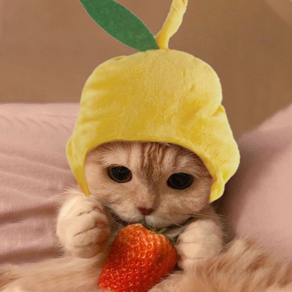 Curly Hair Pet Hat for Cats and Dogs