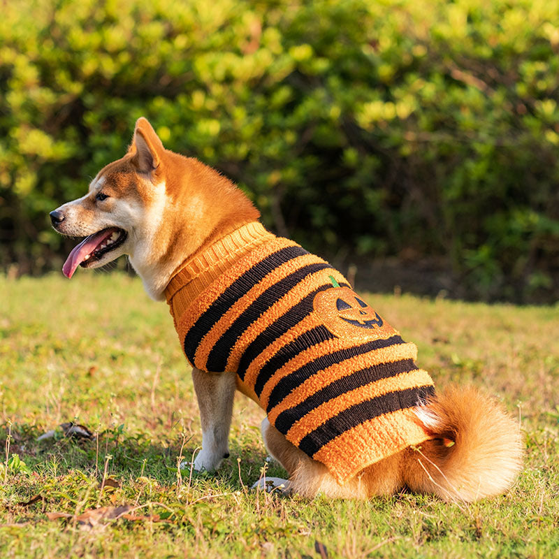 Halloween Dog Sweater with Pumpkin and Bat Pattern