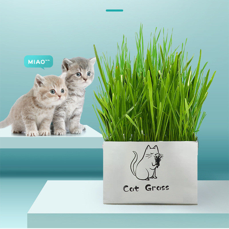 Organic Cat Grass Kit Natural Oral Care