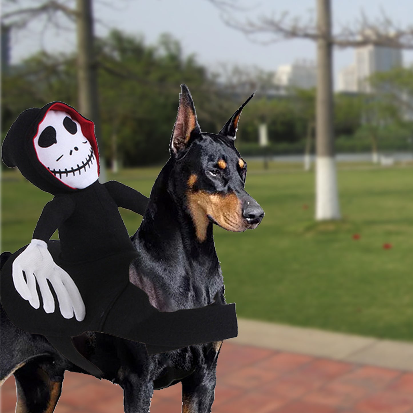 Spider Pumpkin Halloween Pet Costume for Spooky Fun