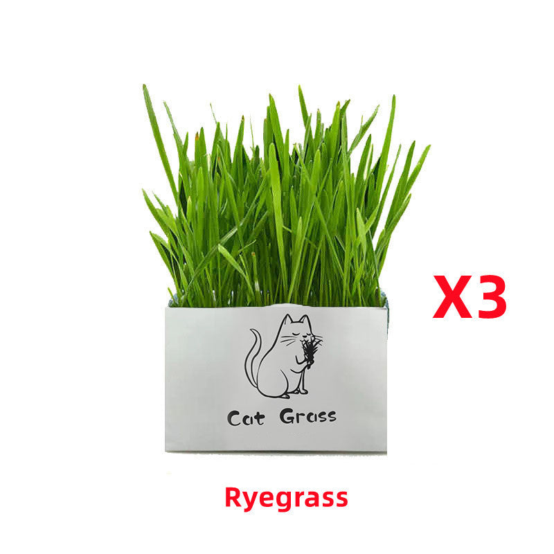 Organic Cat Grass Kit Natural Oral Care