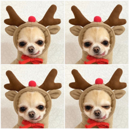 A collection of fruit-themed dog hoodies, each designed to look like a different fruit with a cute character face. A dog is shown wearing one of the hoodies, which is green with a frog design.