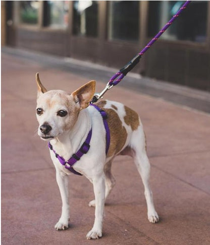 Small, medium and large dogs climbing ropes