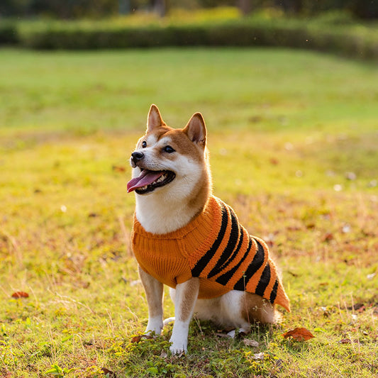 Halloween Dog Sweater with Pumpkin and Bat Pattern