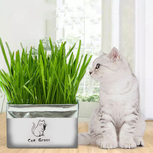 Organic Cat Grass Kit Natural Oral Care