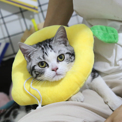 Cat pet headgear anti-licking shame circle