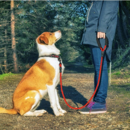 A dog sitting next to its owner on a trail, both wearing the reflective nylon pet dog leash in red color.