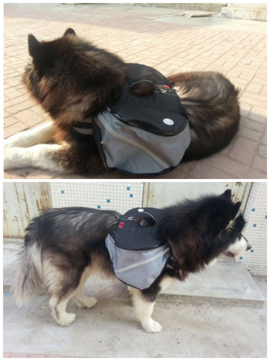 Dogs go out from backpack