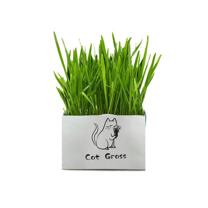 Organic Cat Grass Kit Natural Oral Care
