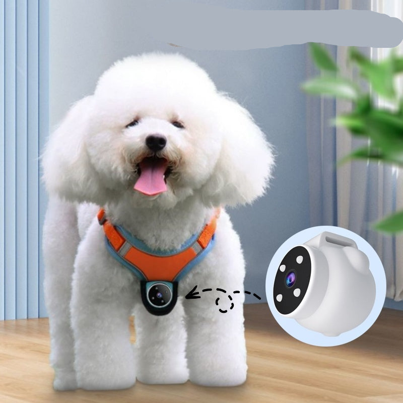 A white fluffy dog wearing a blue harness equipped with a pet recorder camera.