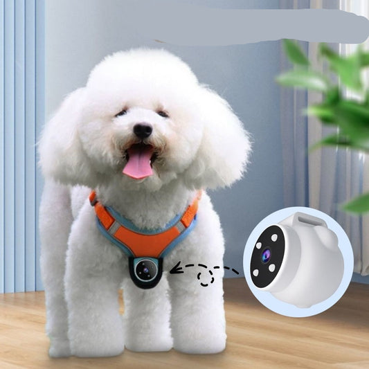 A white fluffy dog wearing a blue harness equipped with a pet recorder camera.