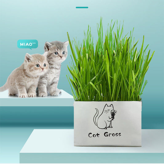 Organic Cat Grass Kit Natural Oral Care